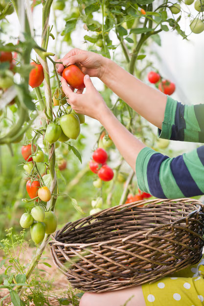 Plantación de tomates