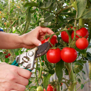 Plantación de tomates
